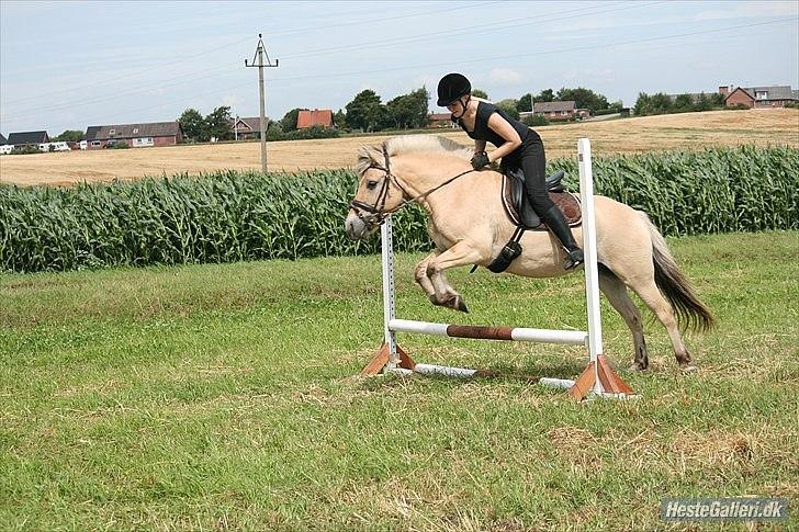 Fjordhest Hovgårdens Scarlett - Foto: Pernille Frederiksen billede 13