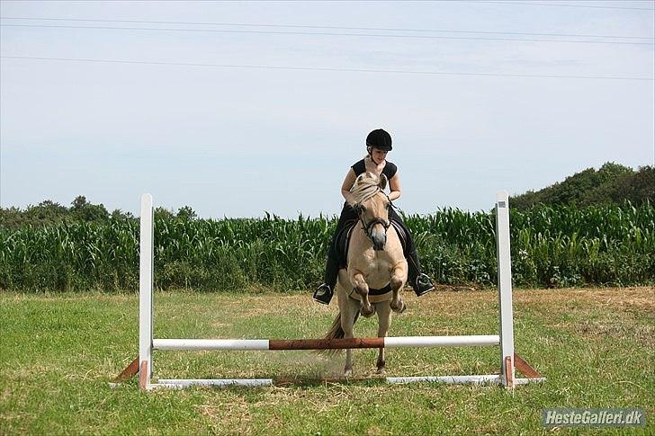 Fjordhest Hovgårdens Scarlett - Foto: Pernille Frederiksen billede 10