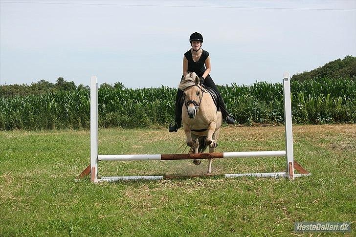Fjordhest Hovgårdens Scarlett - Foto: Pernille Frederiksen billede 5