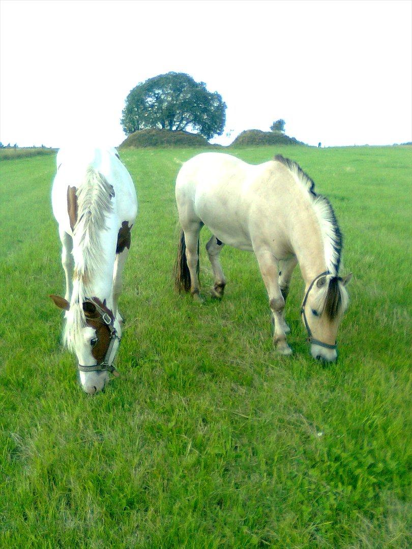 Fjordhest Lukas billede 16