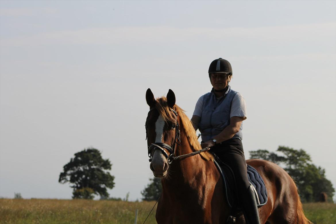 Frederiksborg Ziron brentedal billede 1