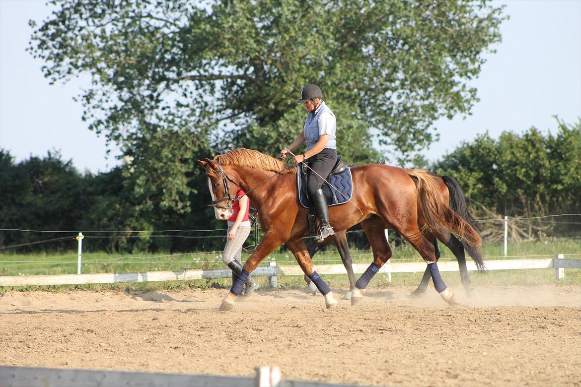 Frederiksborg Ziron brentedal billede 10