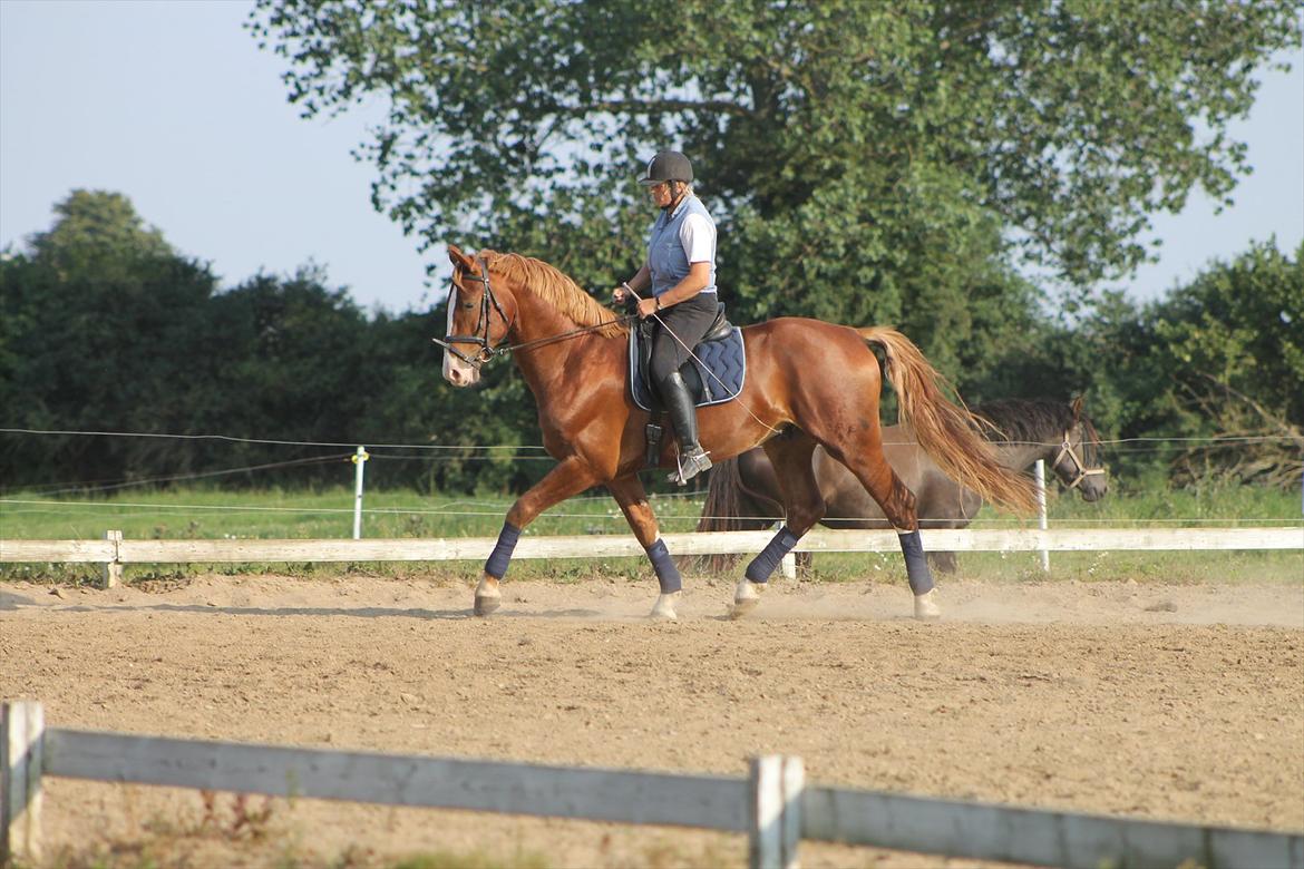 Frederiksborg Ziron brentedal billede 11