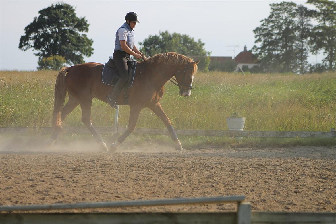Frederiksborg Ziron brentedal billede 12