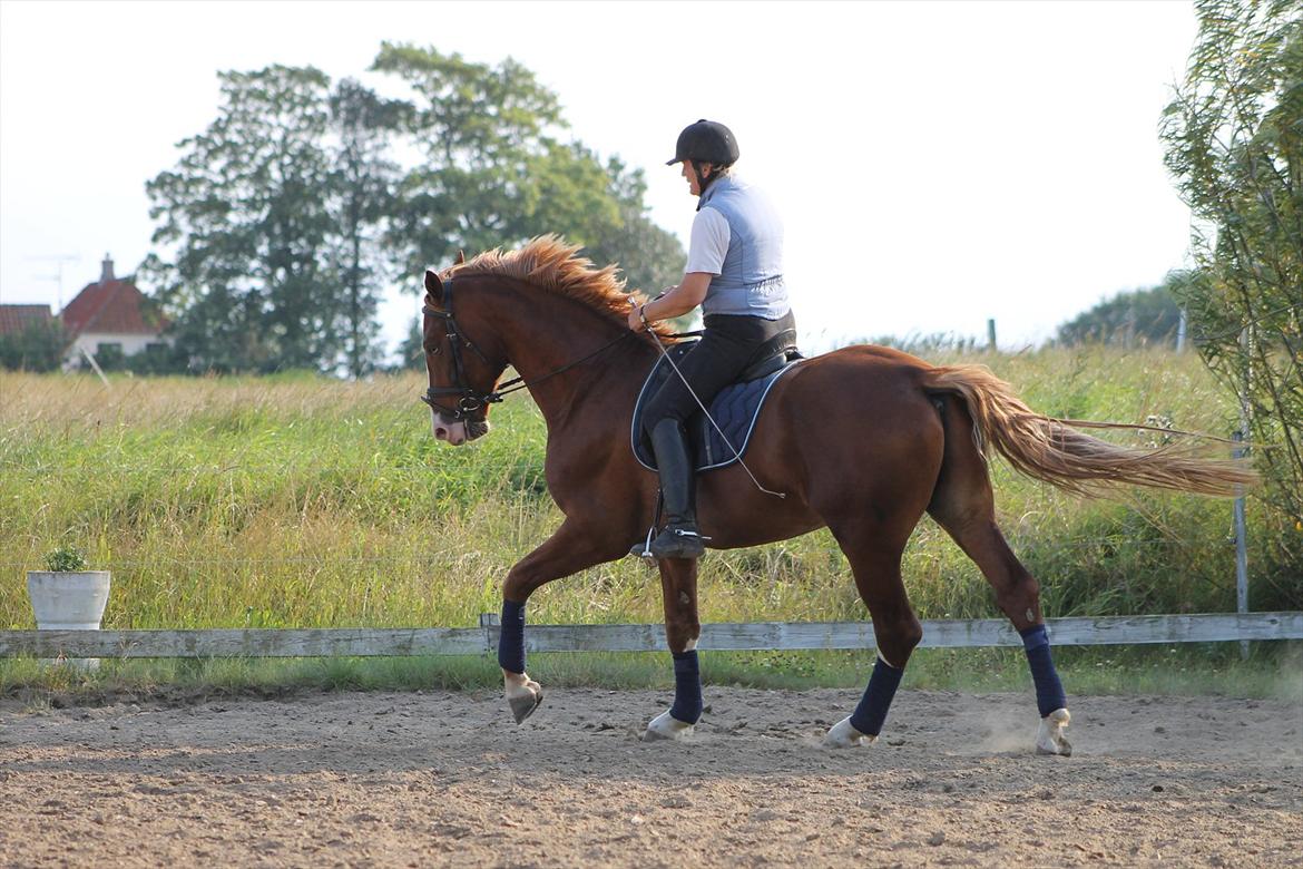 Frederiksborg Ziron brentedal billede 13
