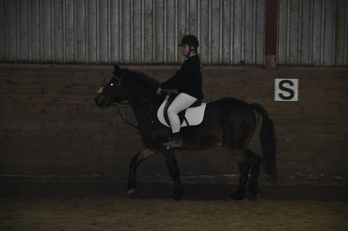 Anden særlig race Spotlight R.I.P. <3 - kvadrille opvisning i julen 2009:D skulle ride forrest:D  billede 17