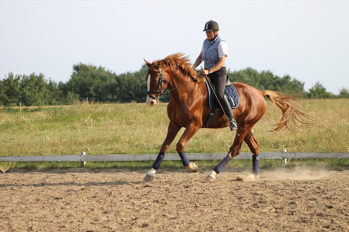 Frederiksborg Ziron brentedal billede 14