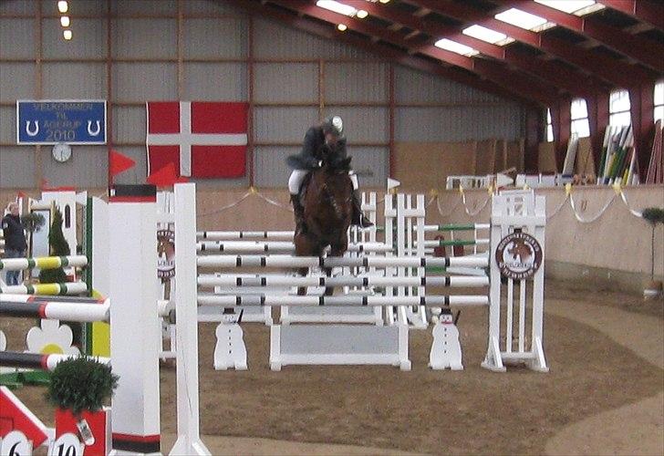 Anden særlig race Tippy B-pony - MA i Ågerup billede 20