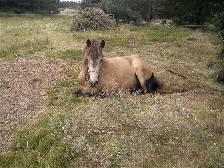 Islænder Olina billede 1