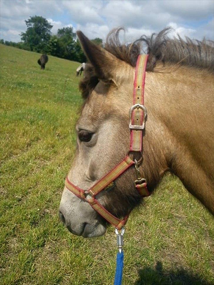 Islænder Olina billede 7