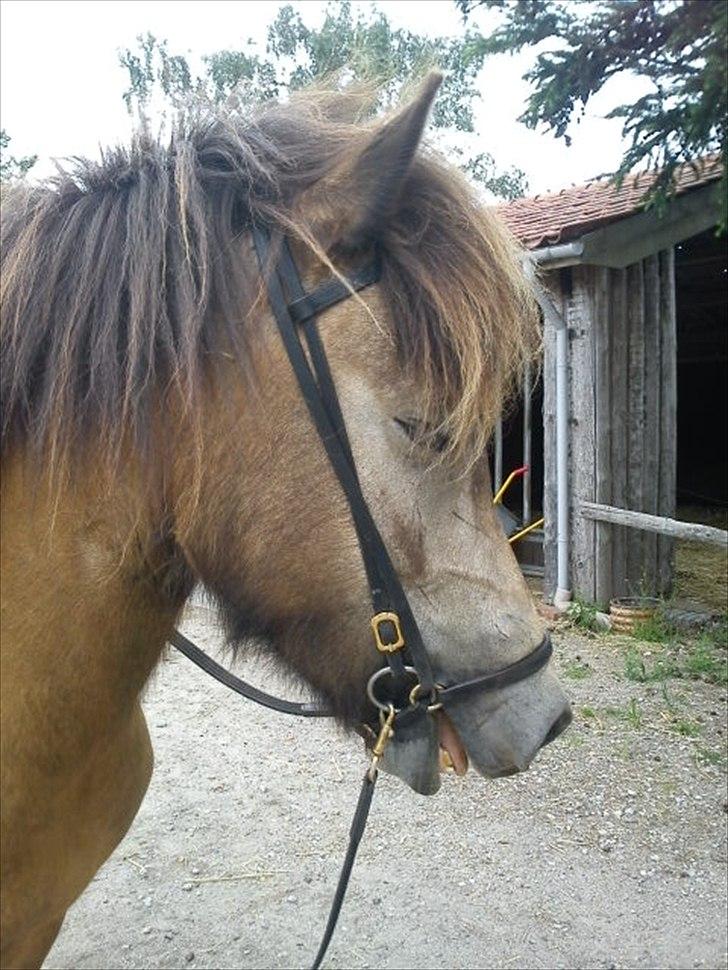 Islænder Olina billede 5