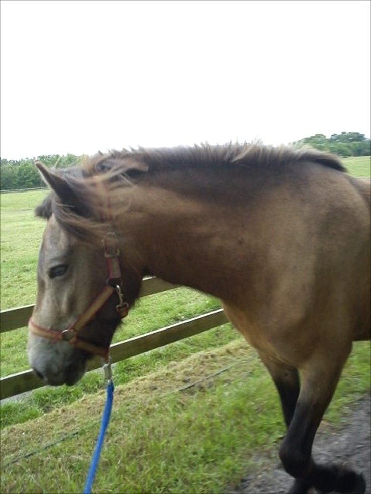 Islænder Olina billede 6