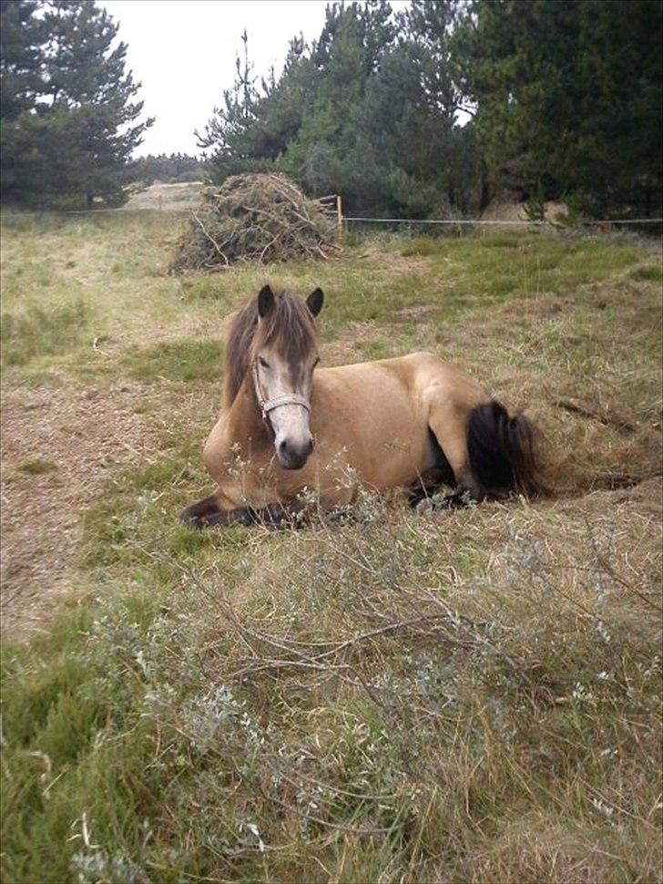 Islænder Olina billede 2