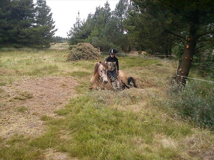 Islænder Olina billede 3