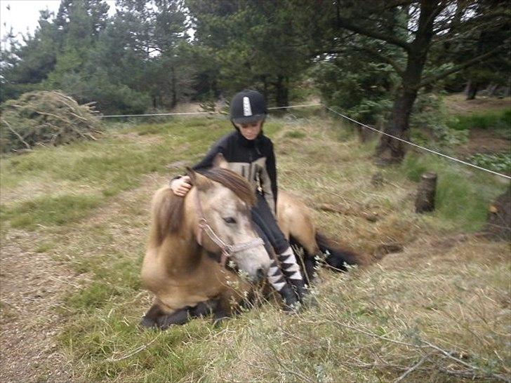 Islænder Olina billede 4