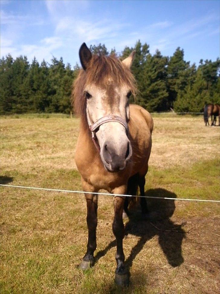 Islænder Olina billede 8