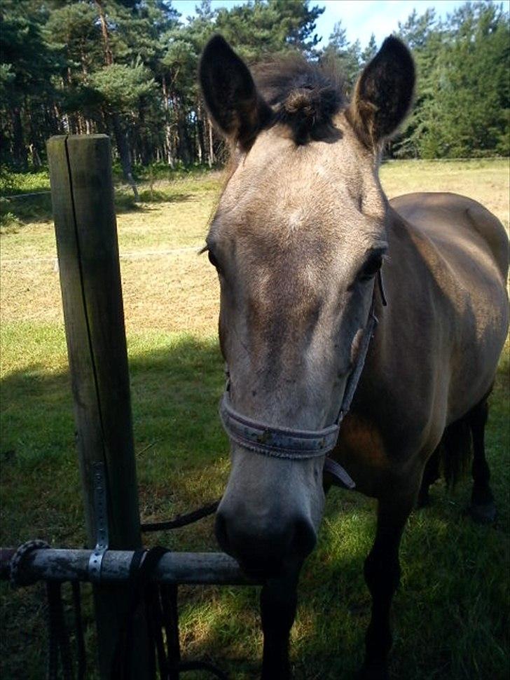 Islænder Olina billede 9