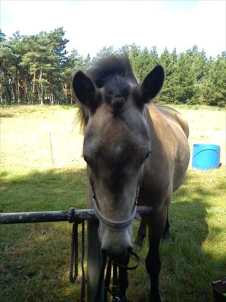 Islænder Olina billede 10