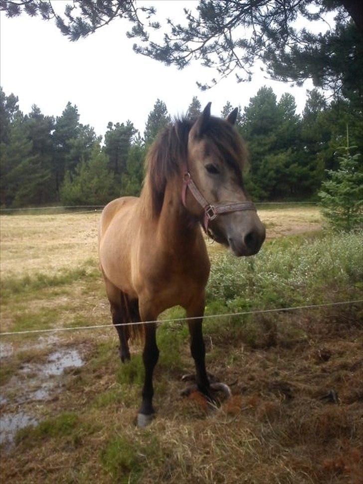 Islænder Olina billede 11