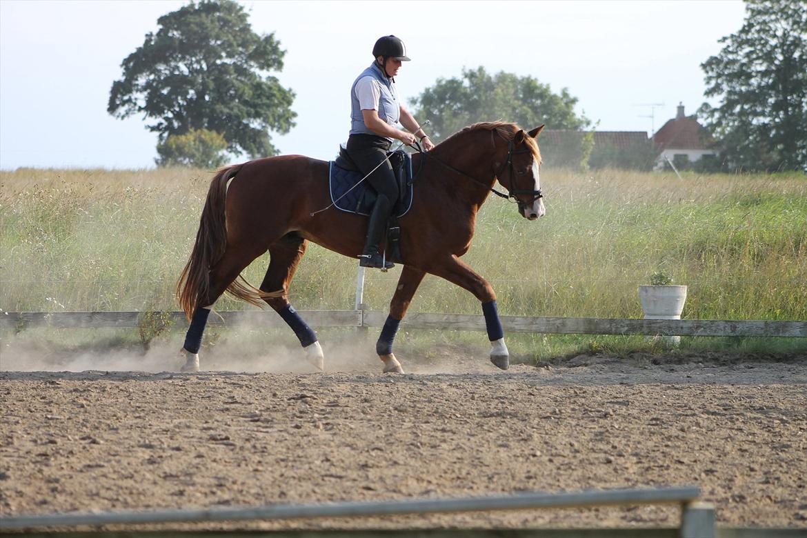 Frederiksborg Ziron brentedal billede 4