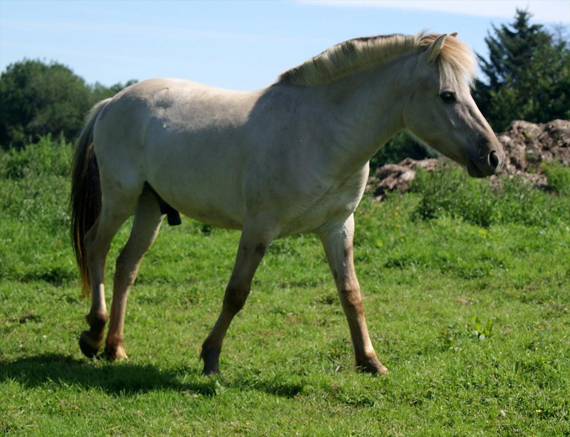 Fjordhest V. Linderup Piccaso billede 4