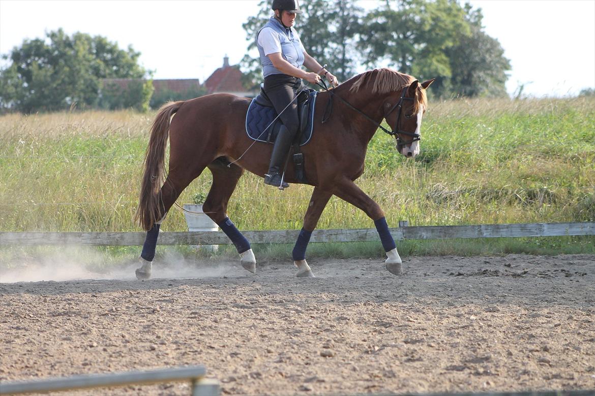 Frederiksborg Ziron brentedal billede 15