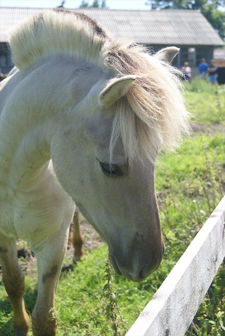 Fjordhest V. Linderup Piccaso billede 5