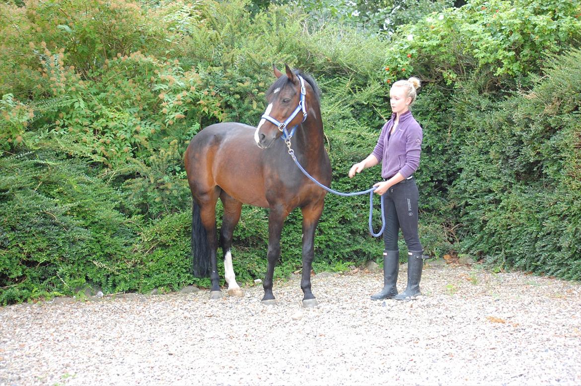 Anden særlig race Kløvermarkens Totti billede 4