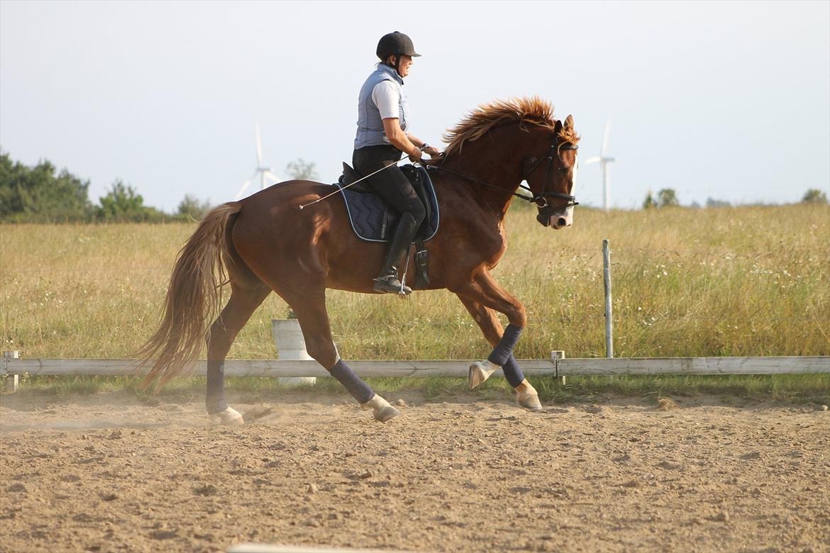Frederiksborg Ziron brentedal billede 6