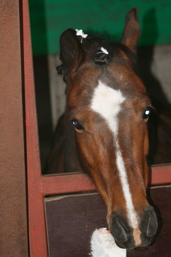 Hollandsk Sportspony no fear billede 1