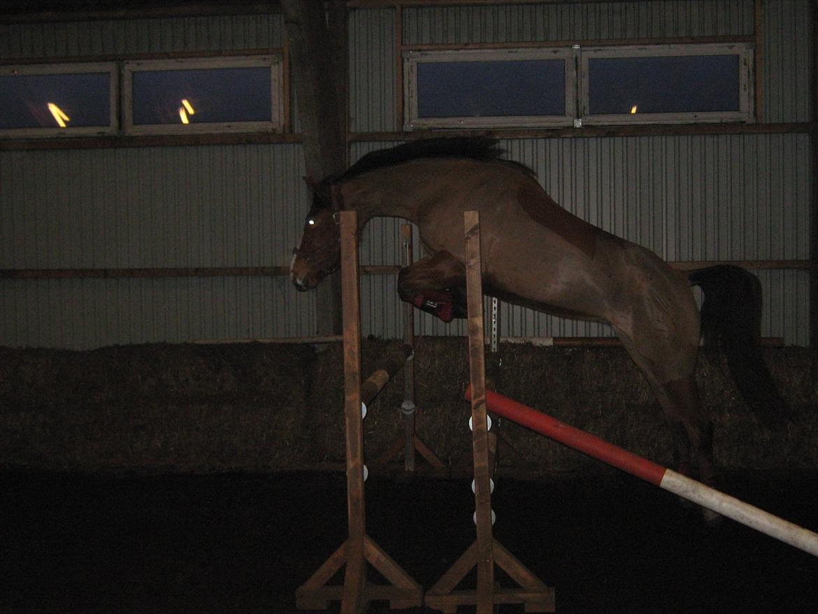 Dansk Varmblod Lyngdalgårds Studina - lidt løspringning i januar 2011 billede 8