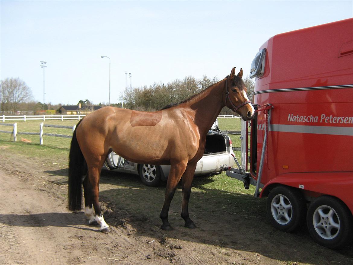Dansk Varmblod Lyngdalgårds Studina - Studina som 5 års billede 9