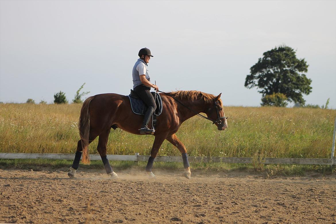 Frederiksborg Ziron brentedal billede 16