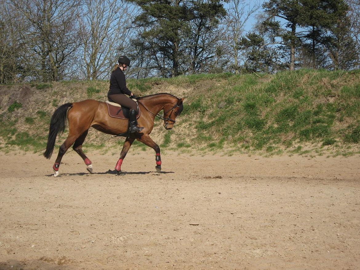 Dansk Varmblod Lyngdalgårds Studina - lidt dressur april 2011 billede 10