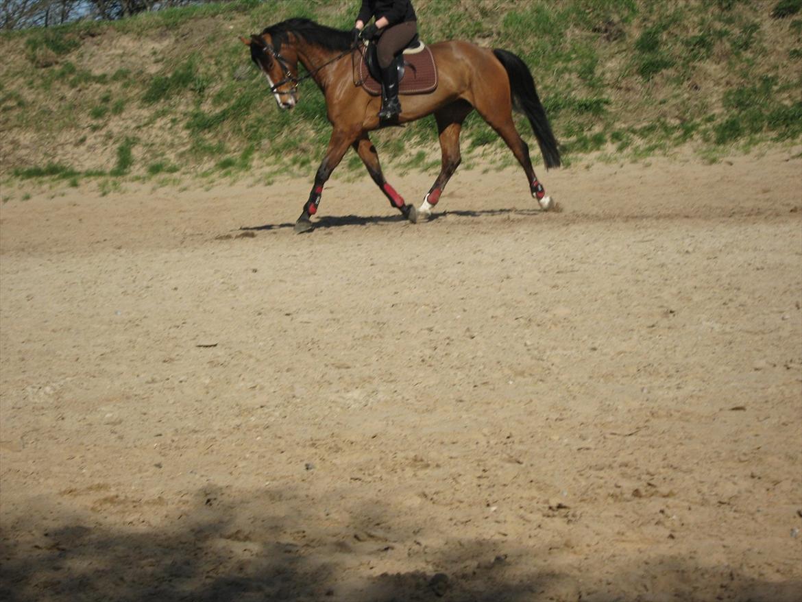 Dansk Varmblod Lyngdalgårds Studina - dressur april 2011 billede 11