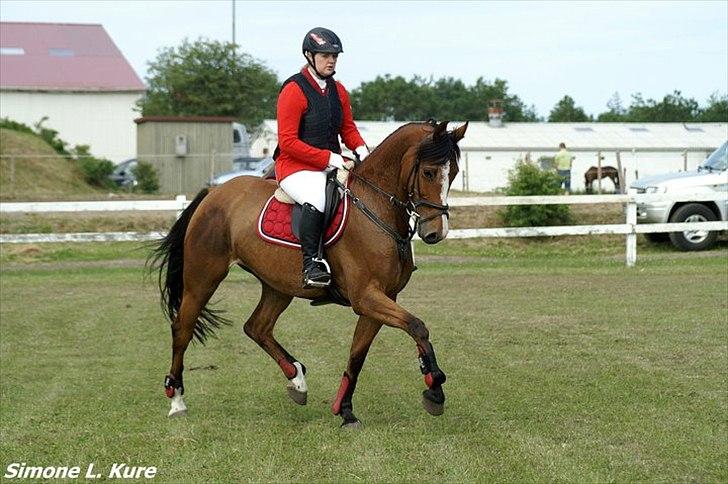 Dansk Varmblod Lyngdalgårds Studina - til stævne juni 2011 billede 12