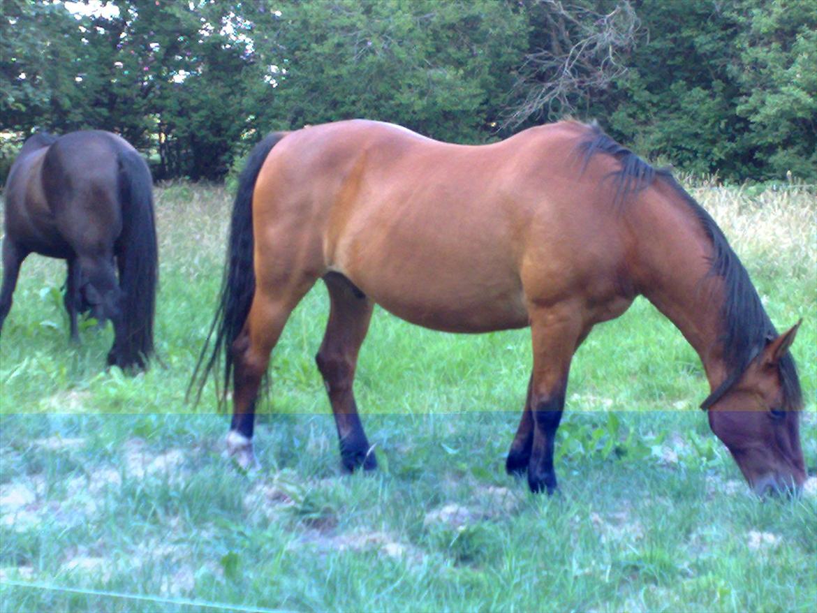 Anden særlig race Luckas billede 2