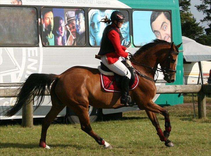 Dansk Varmblod Lyngdalgårds Studina - galop :D billede 14