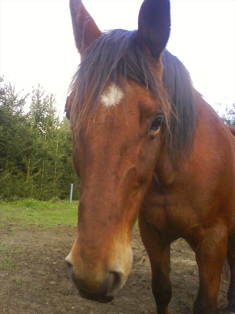 Anden særlig race Luckas billede 1