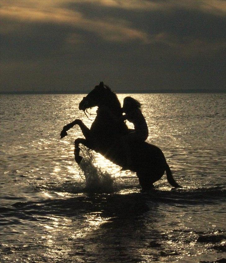 New Forest Gulliver V billede 12