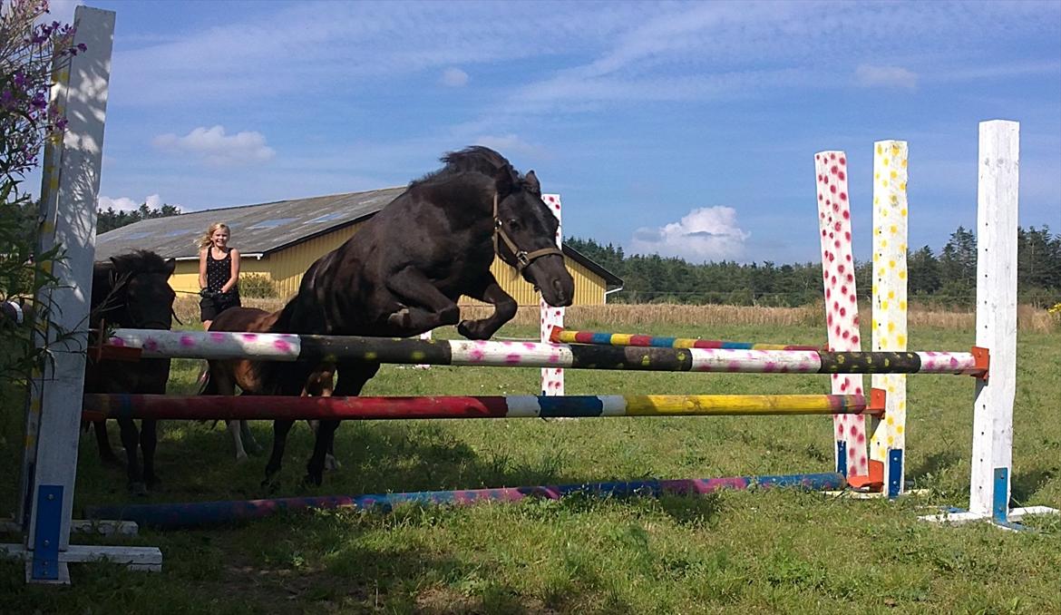 Shetlænder Olivia Drømmeponyen! <3:* - Min lille springpony over 65 cm<3 billede 15