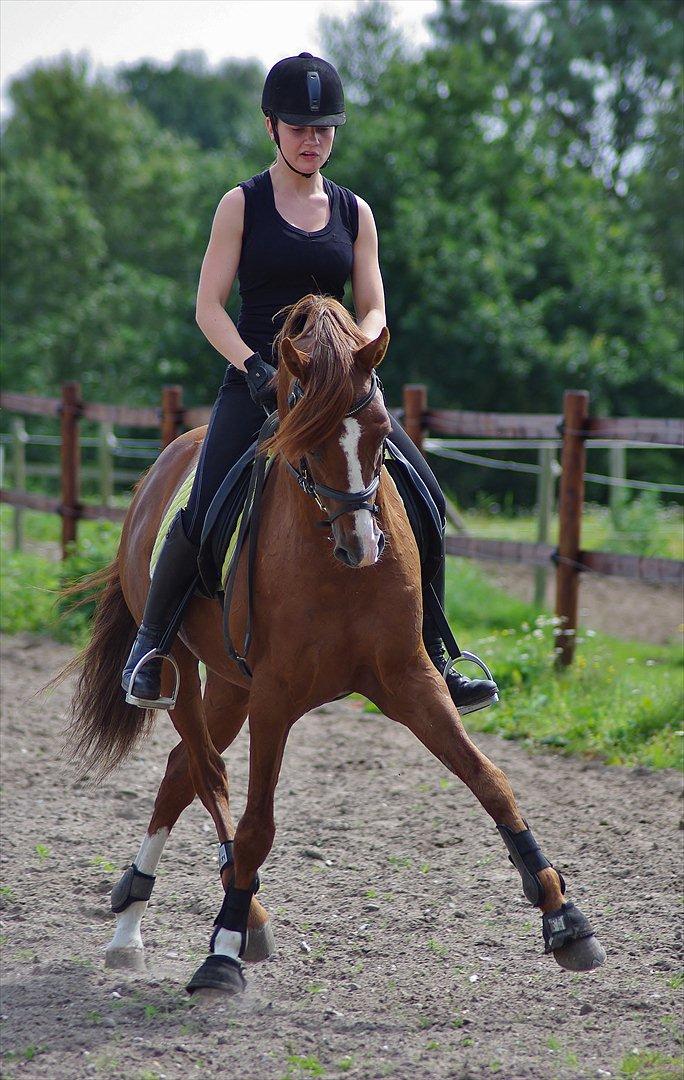 Tysk Sportspony Charming Boy [avlshingst] - Han kan og han ved han kan ;o). Foto: Anna d. 3/8-2011 billede 15