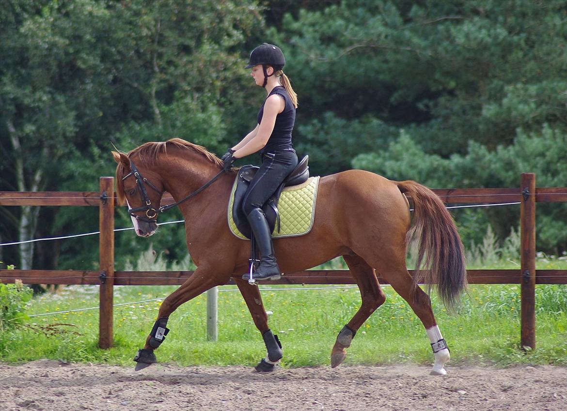 Tysk Sportspony Charming Boy [avlshingst] - Trav. Foto: Anna d. 3/8-2011 billede 18