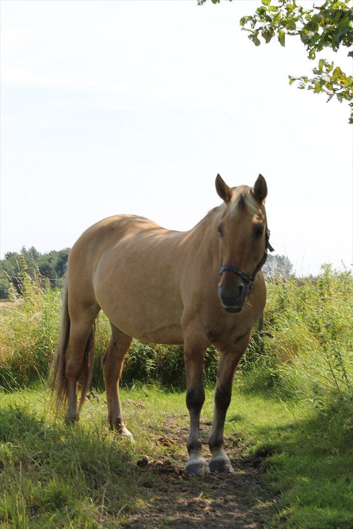 Anden særlig race Smølfie billede 14
