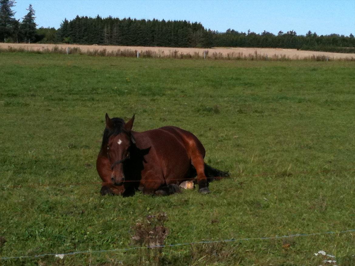 Anden særlig race Luckas billede 3