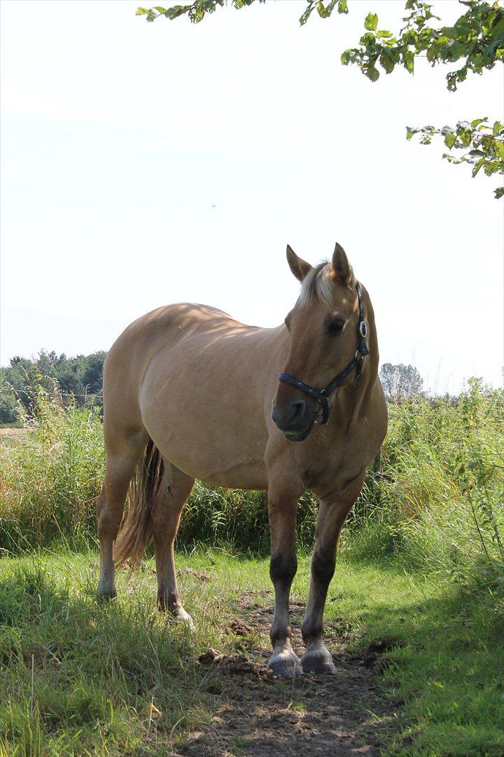 Anden særlig race Smølfie billede 1