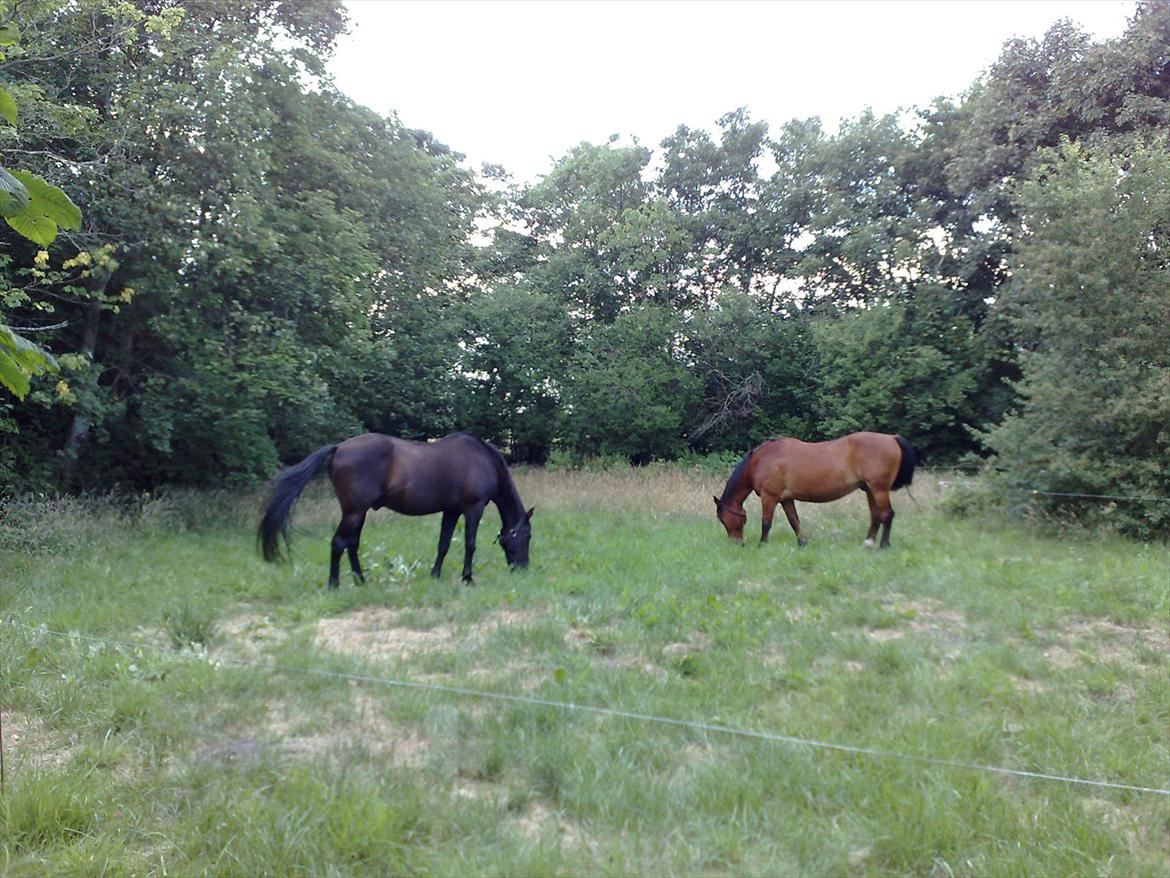 Anden særlig race Luckas billede 4