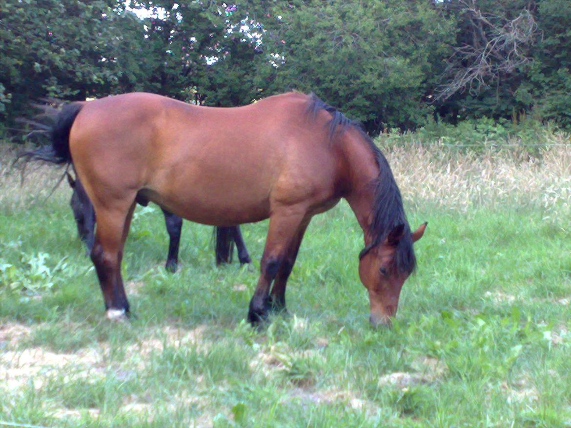 Anden særlig race Luckas billede 5