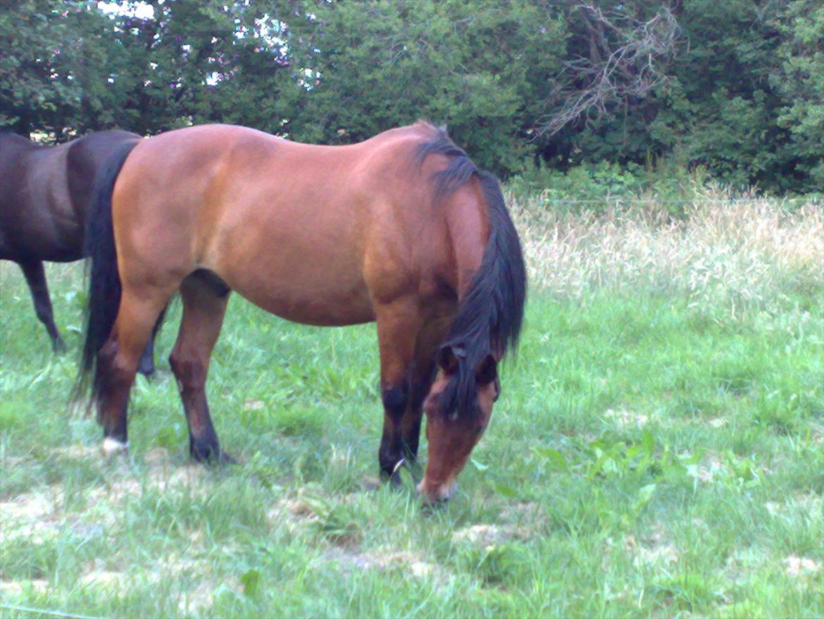 Anden særlig race Luckas billede 6