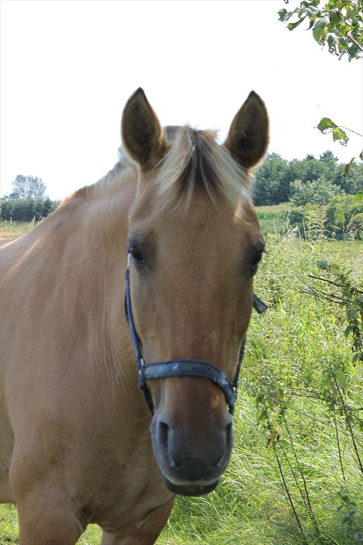 Anden særlig race Smølfie billede 2